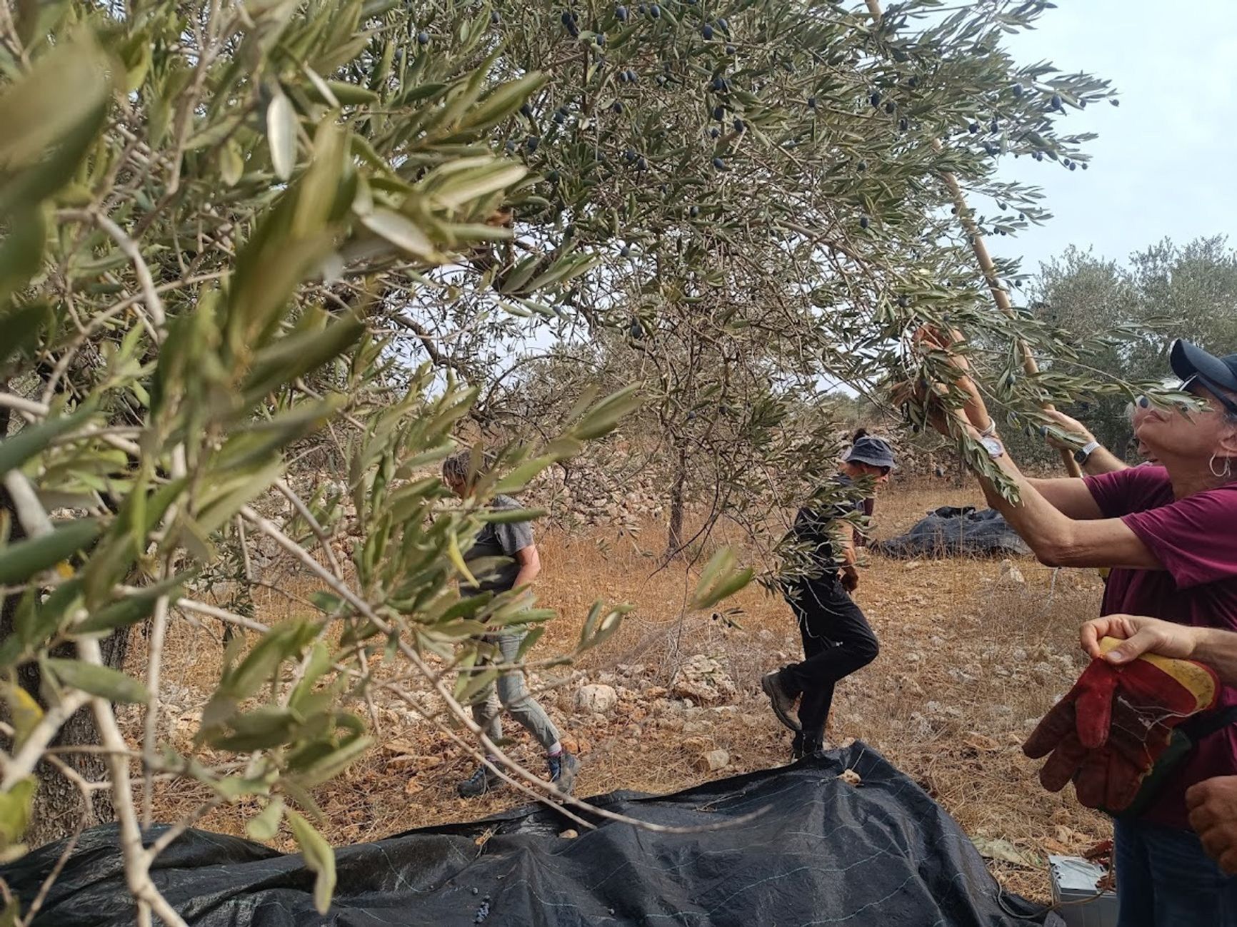 Olive harvesting by Israeli volunteers